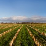 Agricultura regenerativa, respetando el suelo y la biodiversidad