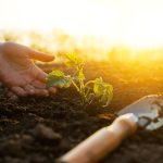 Jardín Sostenible: Qué es y cómo hacerlo en casa