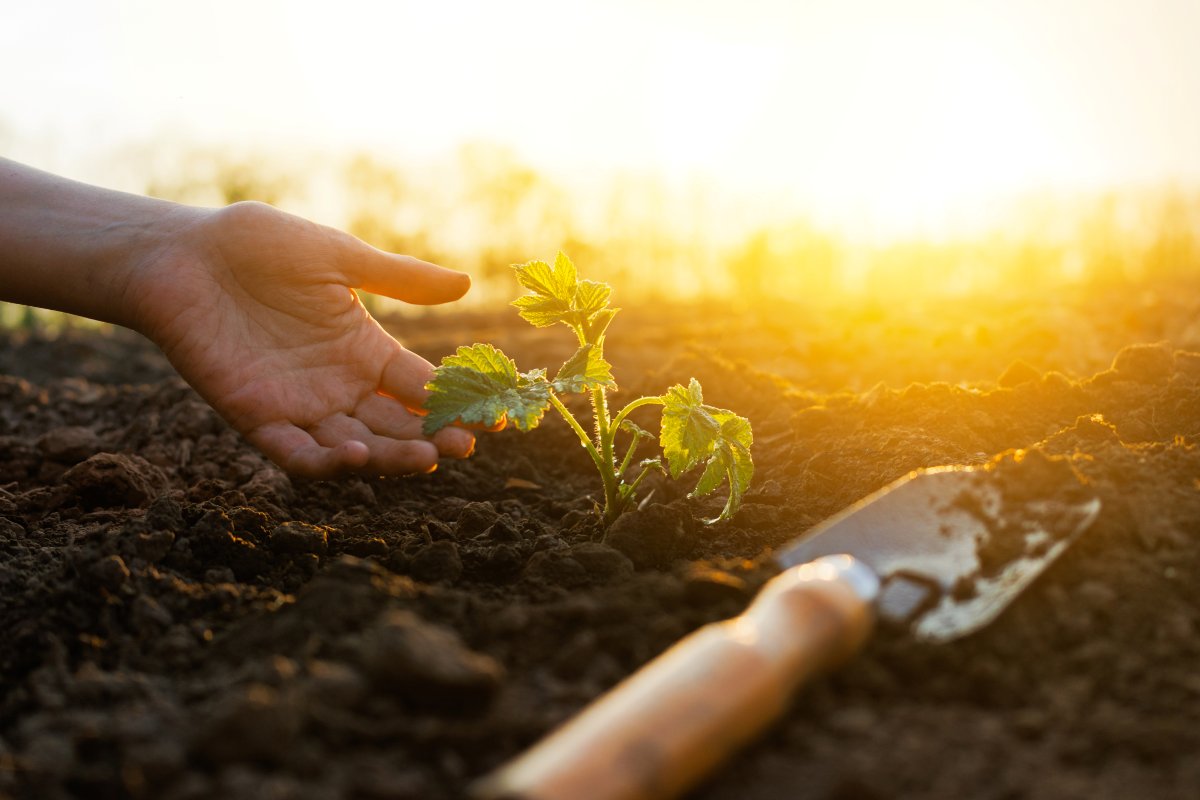 Jardín sostenible: qué es y como hacerlo en casa